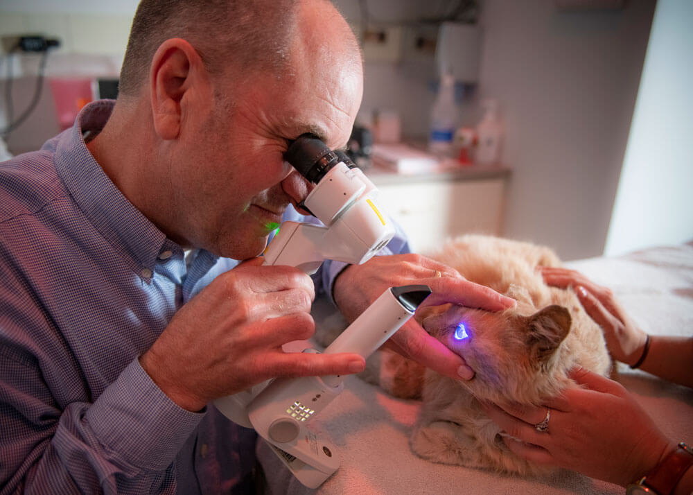 A veterinarian looks through a scope down into an animal's eye.