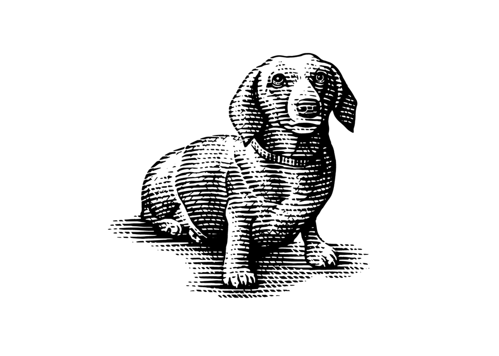 Illustration of a dachshund.