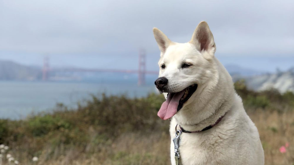 A large white dog sits in the foreground with its tongue sticking out, with the Golden Gate Bridge in view in the far distance.