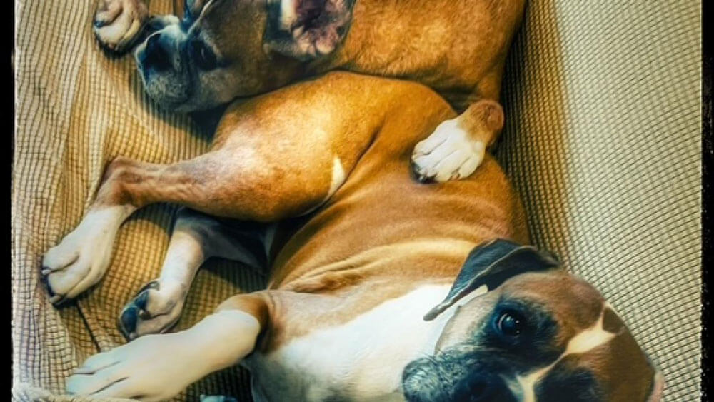 Two boxers cuddle with each other on a couch.