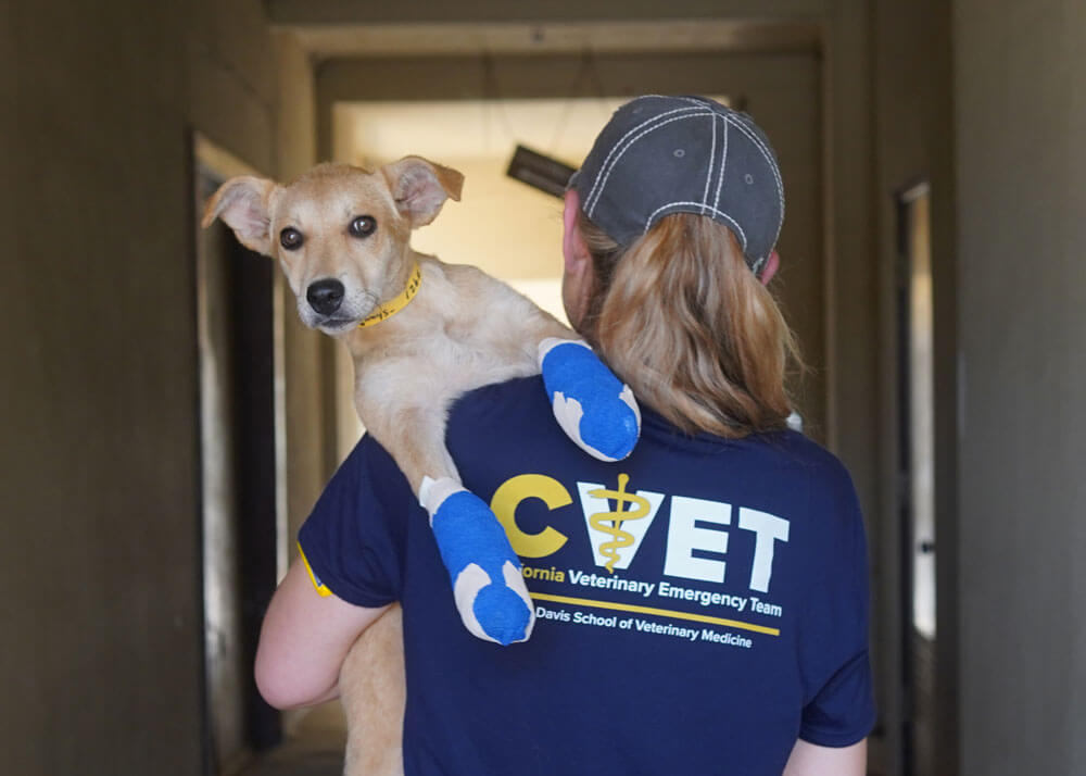 A veterinary student with her back to the camera wears a California Veterinary Emergency Team t-shirt and carries a puppy looking at the camera with its front paws wrapped in bandages.