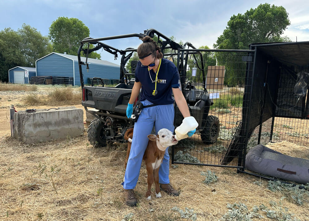 A veterinary student feeds a young calf that is standing between her legs with a bottle of milk.