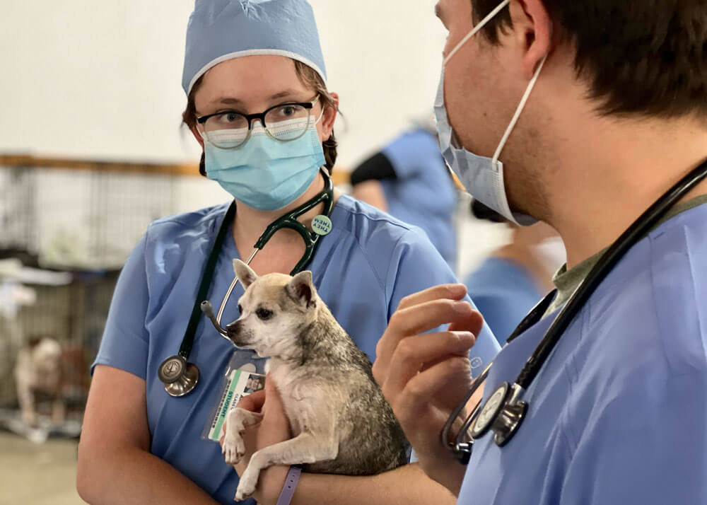 Two veterinary students wearing scrubs and face masks talk to each other while one holds a puppy.