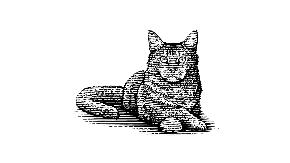 Illustration of a cat.