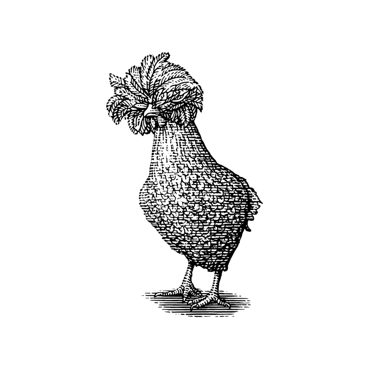 Illustration of a chicken.