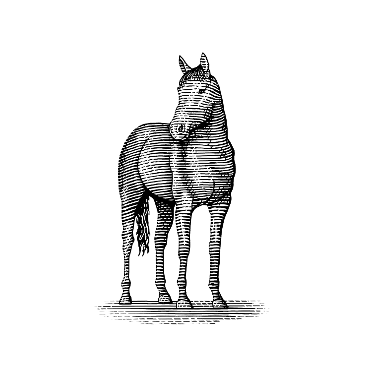 Illustration of a horse.
