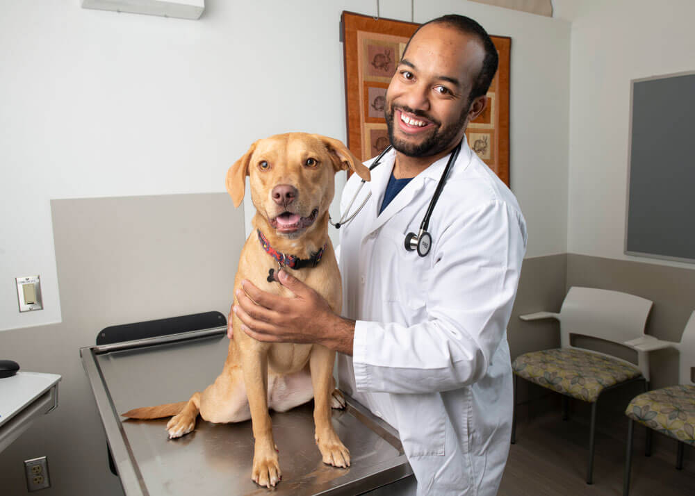 A veterinary student smiles at the camera as he holds onto a large dog that is sitting on an exam table. Share your story with us.