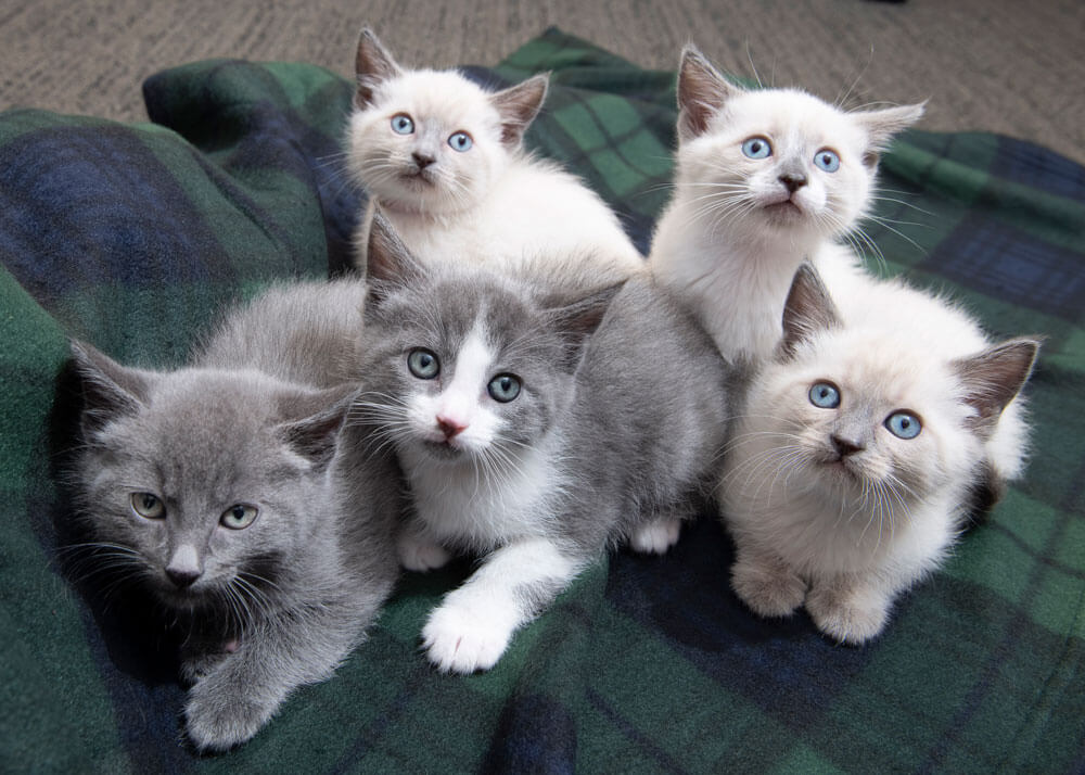 Five gray and white kittens looking up towards the camera.