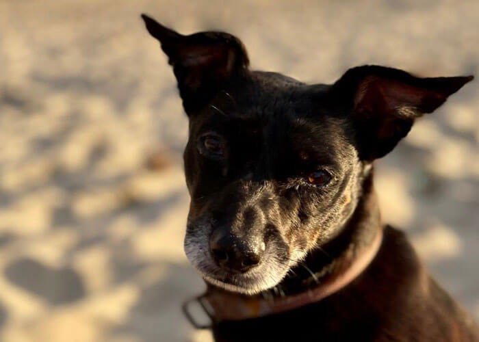 Close-up of a black dog looking at the camera.