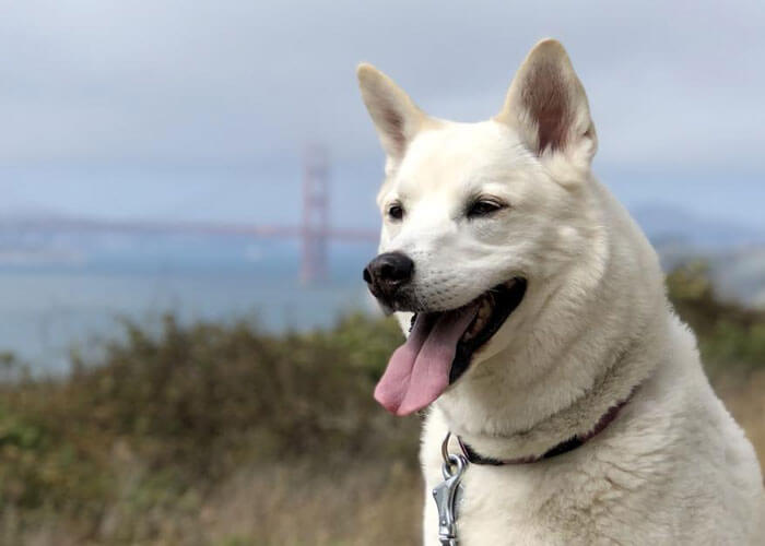 Close-up of a large white dog with its mouth open and tongue out, and the Golden Gate Bridge in the far distant background.