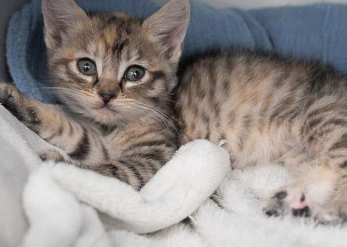 A gray and white tabby kitten laying in a blanket looking at the camera.